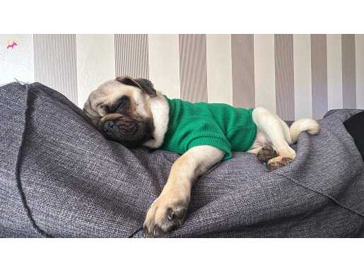 Kombin Ustası Sosyal Kelebek: 9 Aylık microchipli Erkek Pug