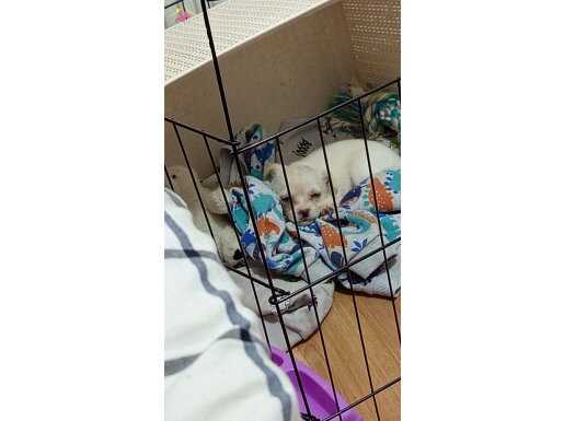 İki aylık maltese yavrusu eşyalarıyla birlikte 