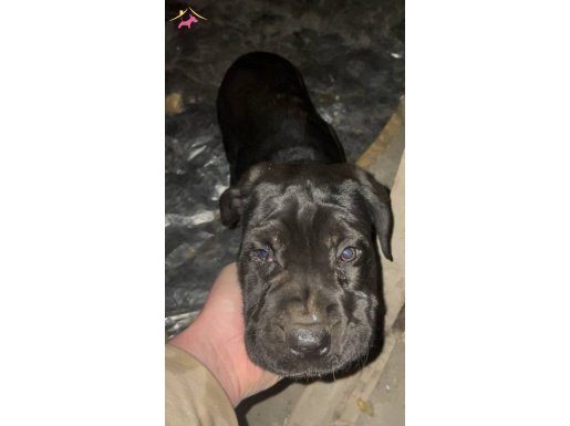 Yavrum çok kaliteli ve akıllı bir köpek 