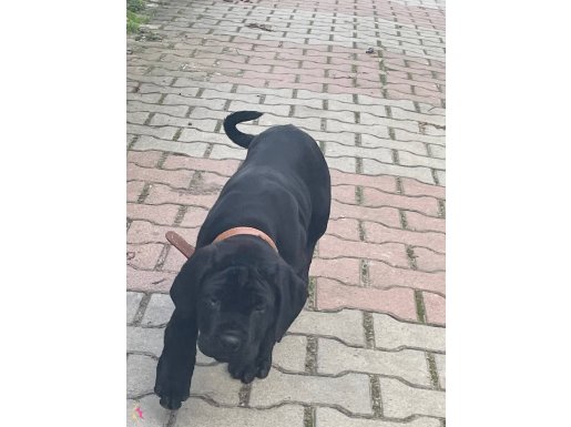 Böyle bir kalitede yavru köpek yok yerim olmadağı için vercm