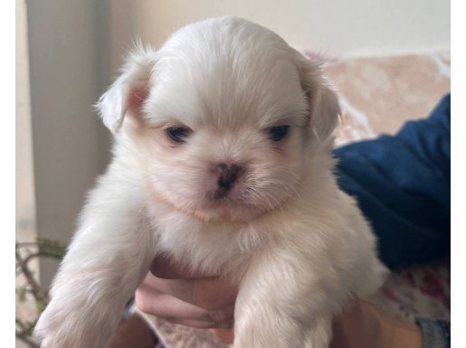 42 günlük yavru pekinezler 