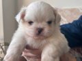 42 günlük yavru pekinezler 