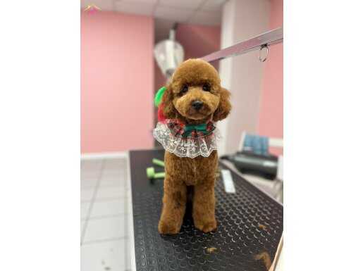 Acil..Aşıları tam 7 aylık toy poodle (dişi)