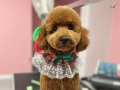 Acil..Aşıları tam 7 aylık toy poodle (dişi)