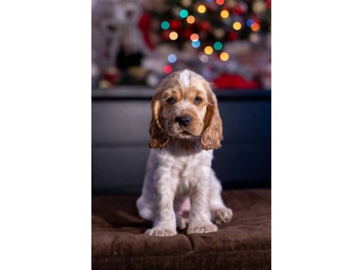 SON 2 YAVRU KRALIYET AİLESİNDEN İNGİLİZ COCKER SPANİEL 