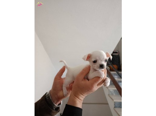 ŞİVAVA ANOTOMİ HARİKASI BUNLAR