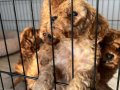 2 Aylık Poodle