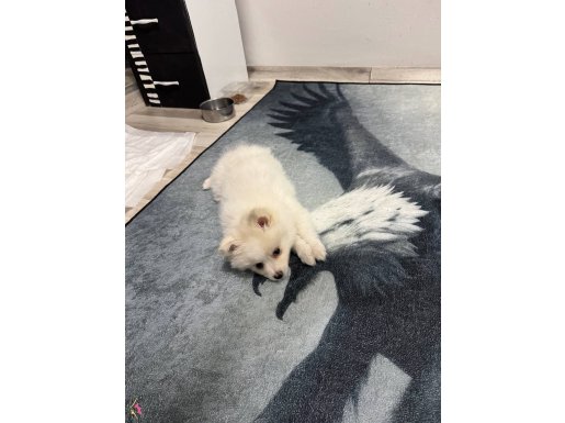 2 aylık tatlı pomeranian spitz yavrumuz egitimli saglıklı 