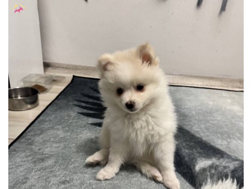 2 aylık erkek yavrumuza aile 