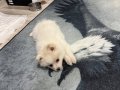 2 aylık tatlı pomeranian spitz yavrumuz egitimli saglıklı 