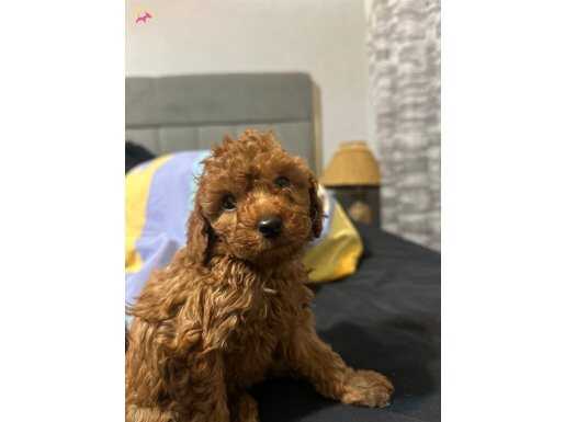 Orijinal toy poodle yavrularımız