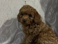 2 aylık erkek poodle yavrular 