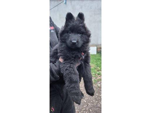 Siyah Uzun Tüylü Dişi Alman Kurdu Yavru