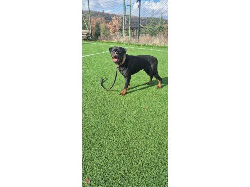 KIF A Secere Erkek Rot