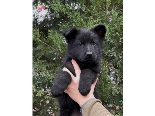 Dişi uzun ve kısa tüylü Siyah Alman kurdu Yavru