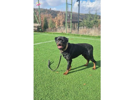 ÜRETİM İZİNLİ ERKEK ROTWAİLER 