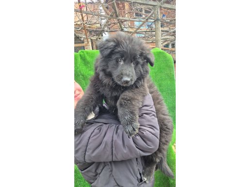 Dişi Siyah Uzun Tüylü ve Kısa Tüylü Alman Kurdu Yavrularımız 