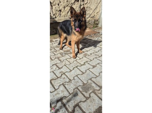 7 AYLIK DİŞİ ALMAN KURDU YAVRU Çift Uygun verilecek