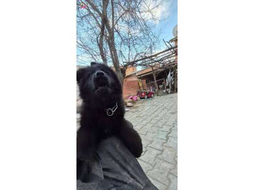 Kömür Karası Uzun Tüylü Dişi Alman Kurdu - Zekasıyla Büyüleyen Yavru