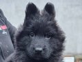 Siyah Uzun Tüylü Dişi Alman Kurdu Yavru