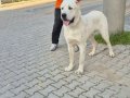 1 Yaşında Erkek Alabai