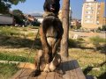 2 Dişi 1 Erkek Yavru KIF A Secere