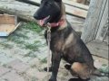 4.5 aylık dişi belçika