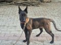 4.5 aylık dişi belçika