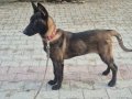 4.5 aylık dişi belçika