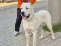 Erkek Alabai 15 aylık değerini bilen kişiler irtibata geçsin