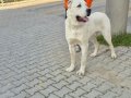 Erkek Alabai 15 aylık değerini bilen kişiler irtibata geçsin