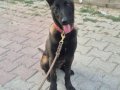 6 aylık Kıf A secere Dişi Belçika Kurdu