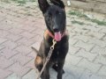 6 aylık Kıf A secere Dişi Belçika Kurdu