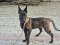 6 aylık Kıf A secere Dişi Belçika Kurdu