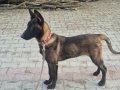 6 aylık Kıf A secere Dişi Belçika Kurdu