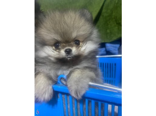 2 aylık sevimli leo :)