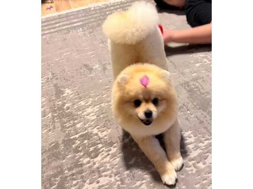 1 Yaşında Dişi Köpeğim 