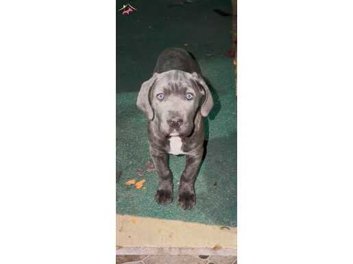 SON 3 KALDI ANNE BABADA BİZDE ORJİNAL CANE CORSA