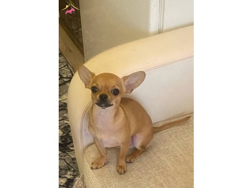 Erkek acil 1 yaşında 