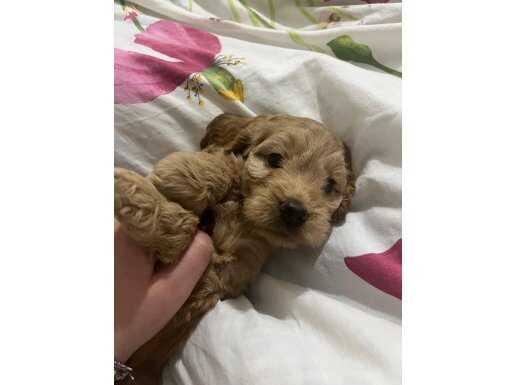 COCKAPOO UYGUNA YAVRULAR 5 adet