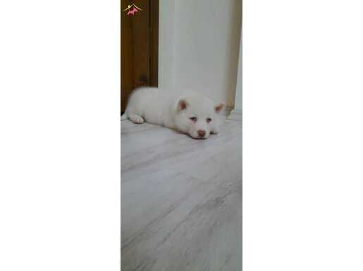 Dişi Kabarık Tüylü Husky