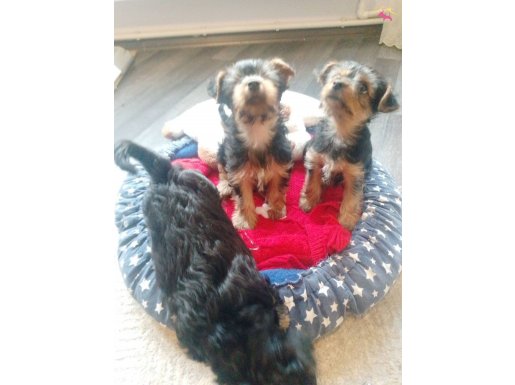 Yorkshire teriyer 2 aylık 