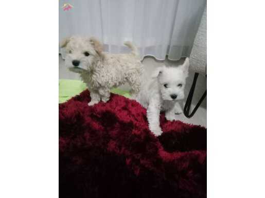 1 aylık dişi maltipo 