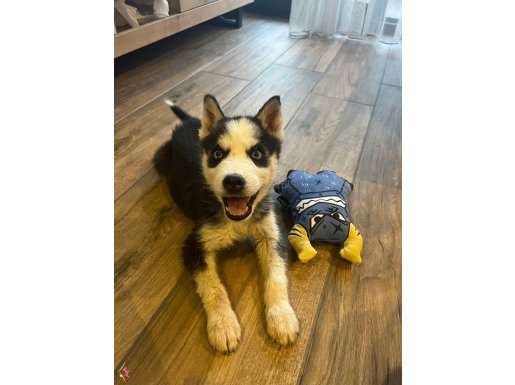 husky sibirya kurdu acil ilan