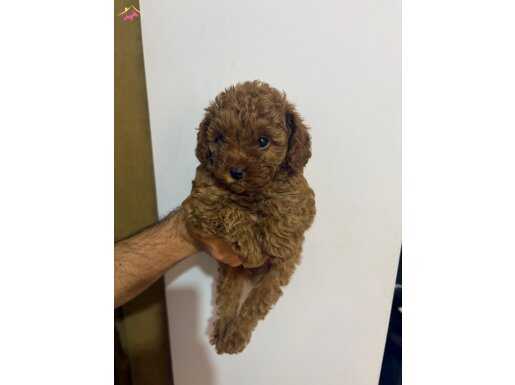 Toy poodle 2 aylık 