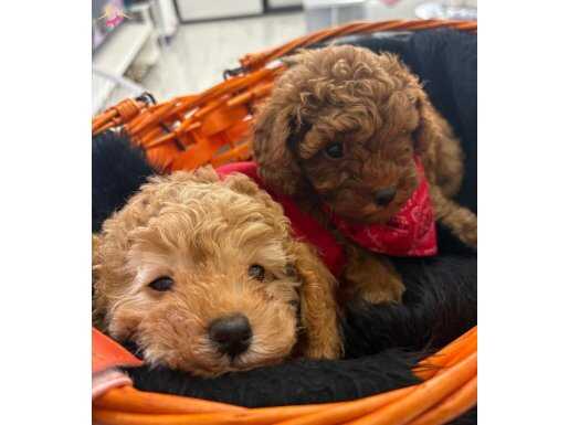 Safkan Toy Poodle Aşk Çocukları 