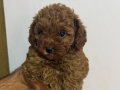 Toy poodle 2 aylık 
