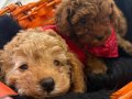 Safkan Toy Poodle Aşk Çocukları 