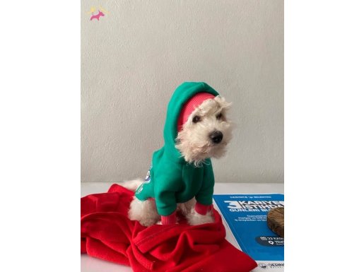 4 aylık bişon frise uygun fiyata