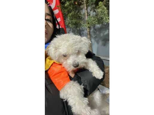 uygun fiyata bichon friese köpek